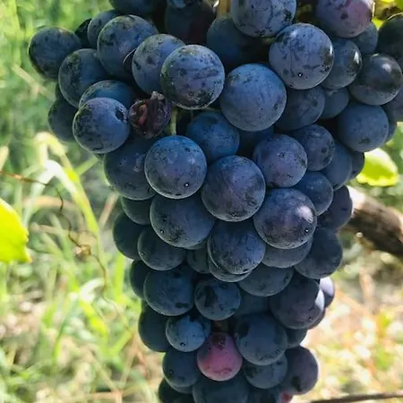 In The Langhe With Vineyard Prázdninový dům
