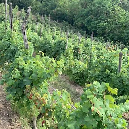 In The Langhe With Vineyard Prázdninový dům Dogliani